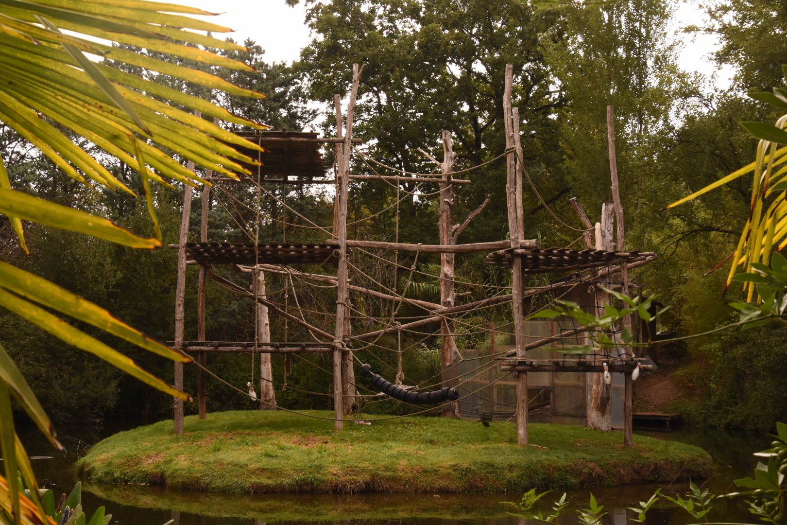 Spider Monkey island