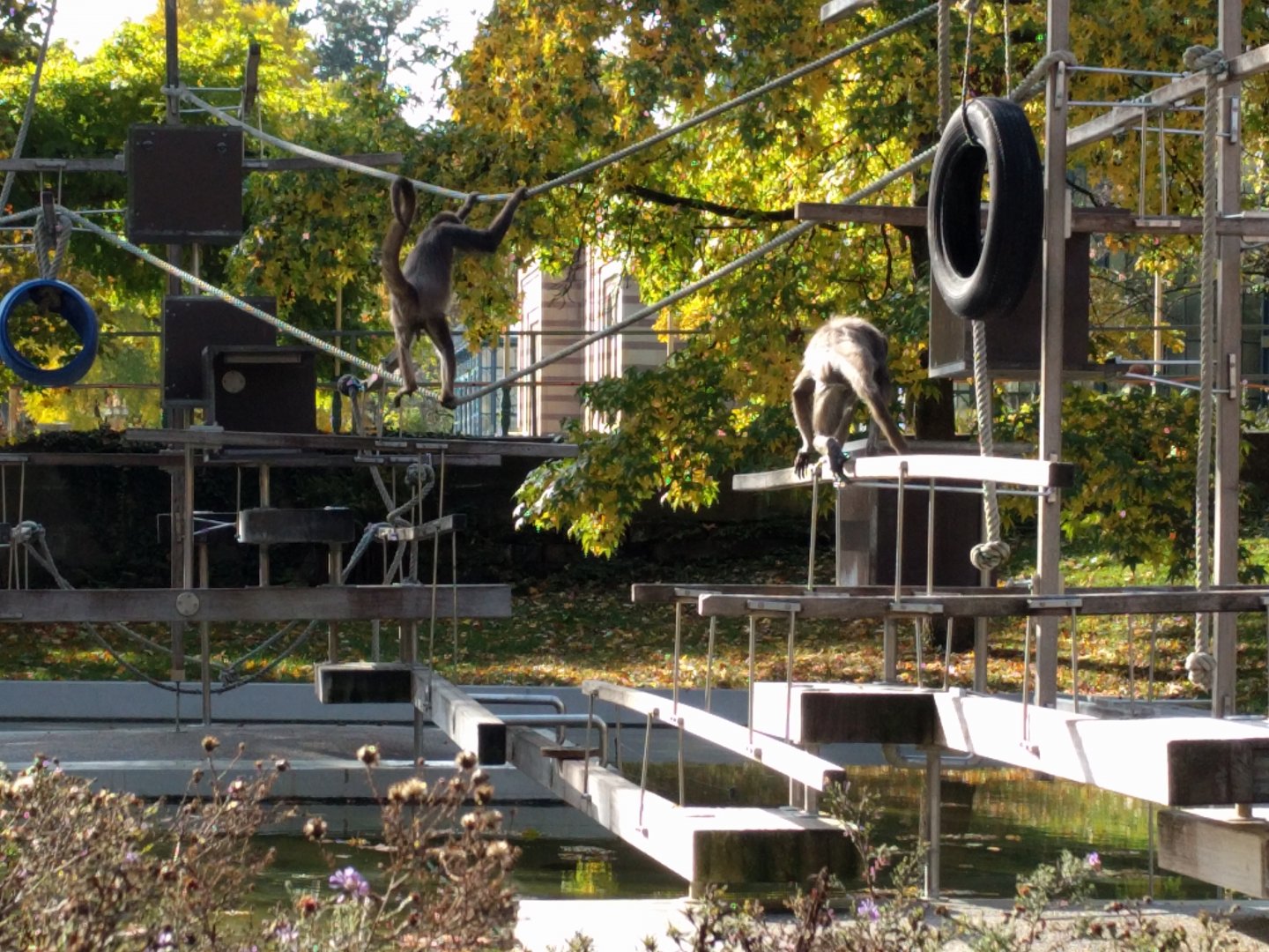 Spider monkey Island