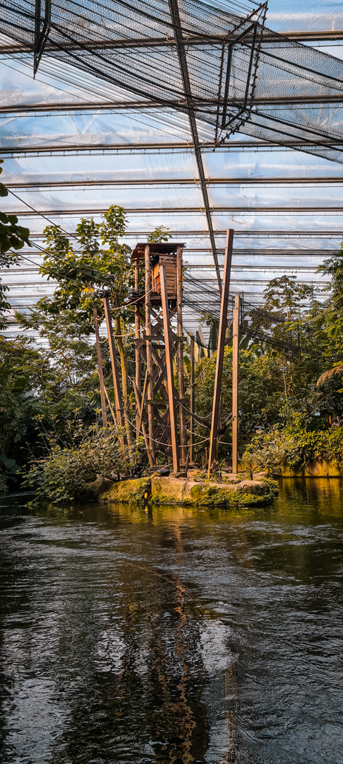 Spider Monkey island