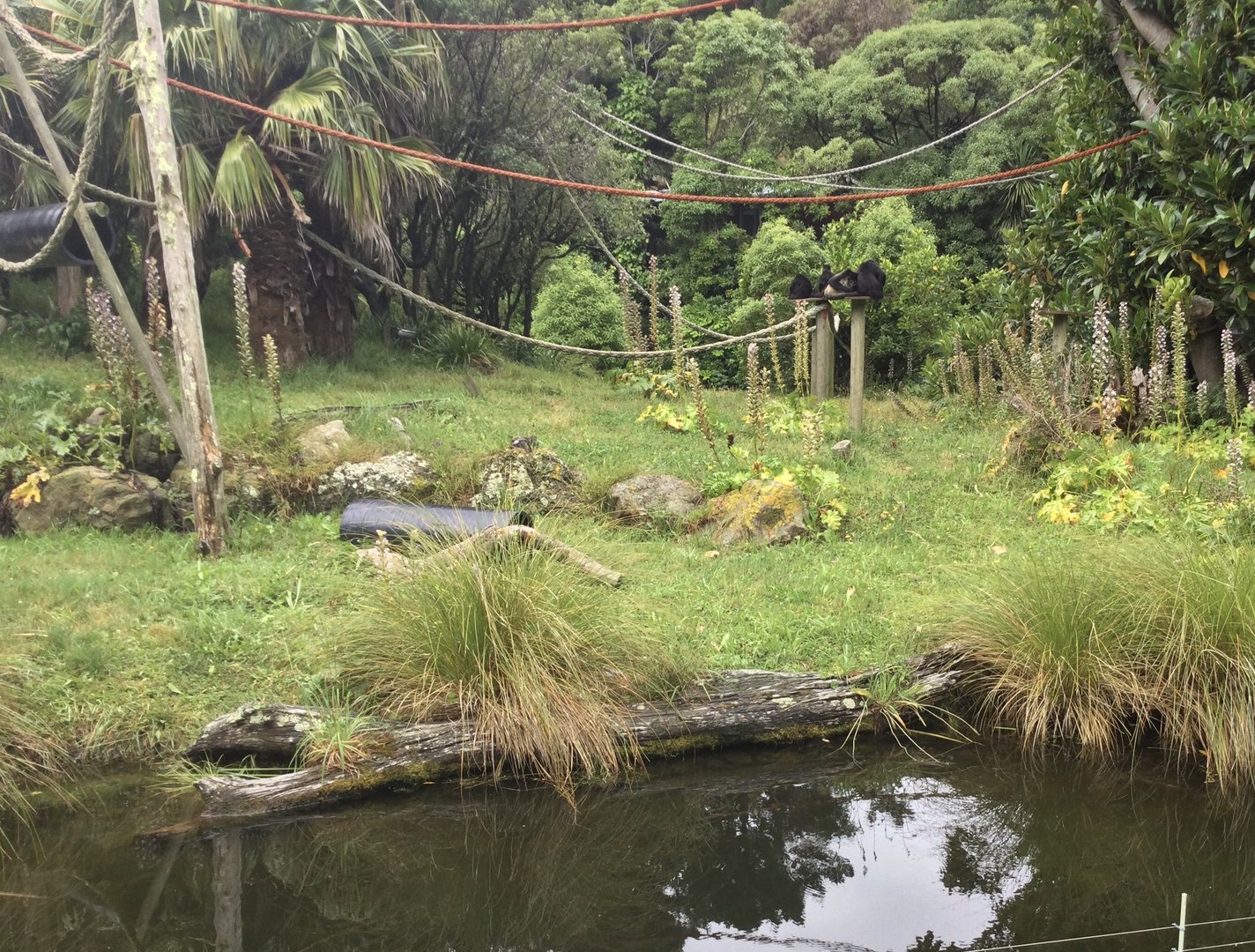 Spider Monkey Island