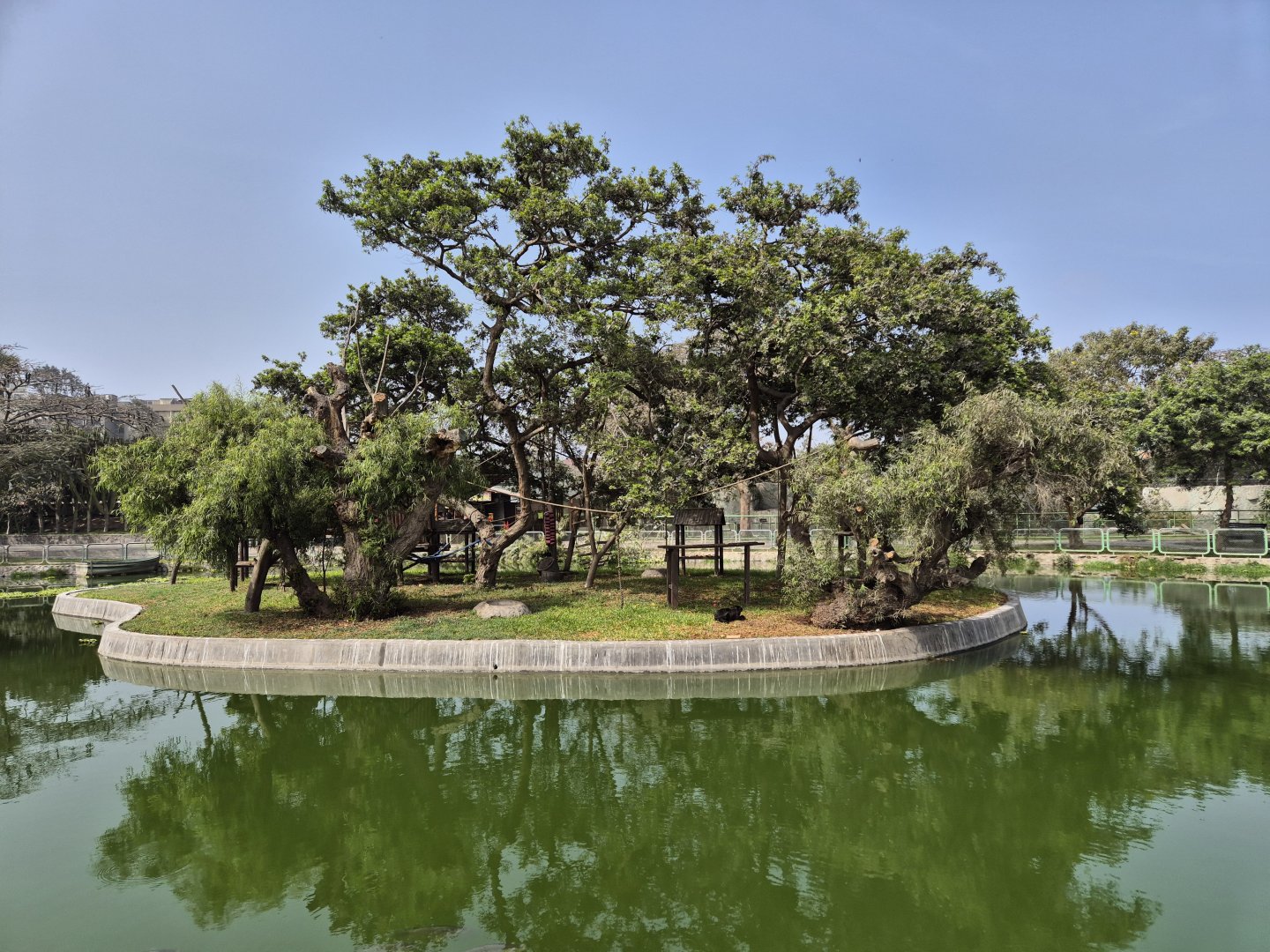 Spider Monkey island