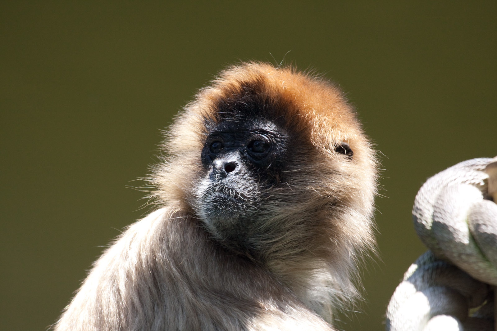 Spider Monkey - Jan 2009
