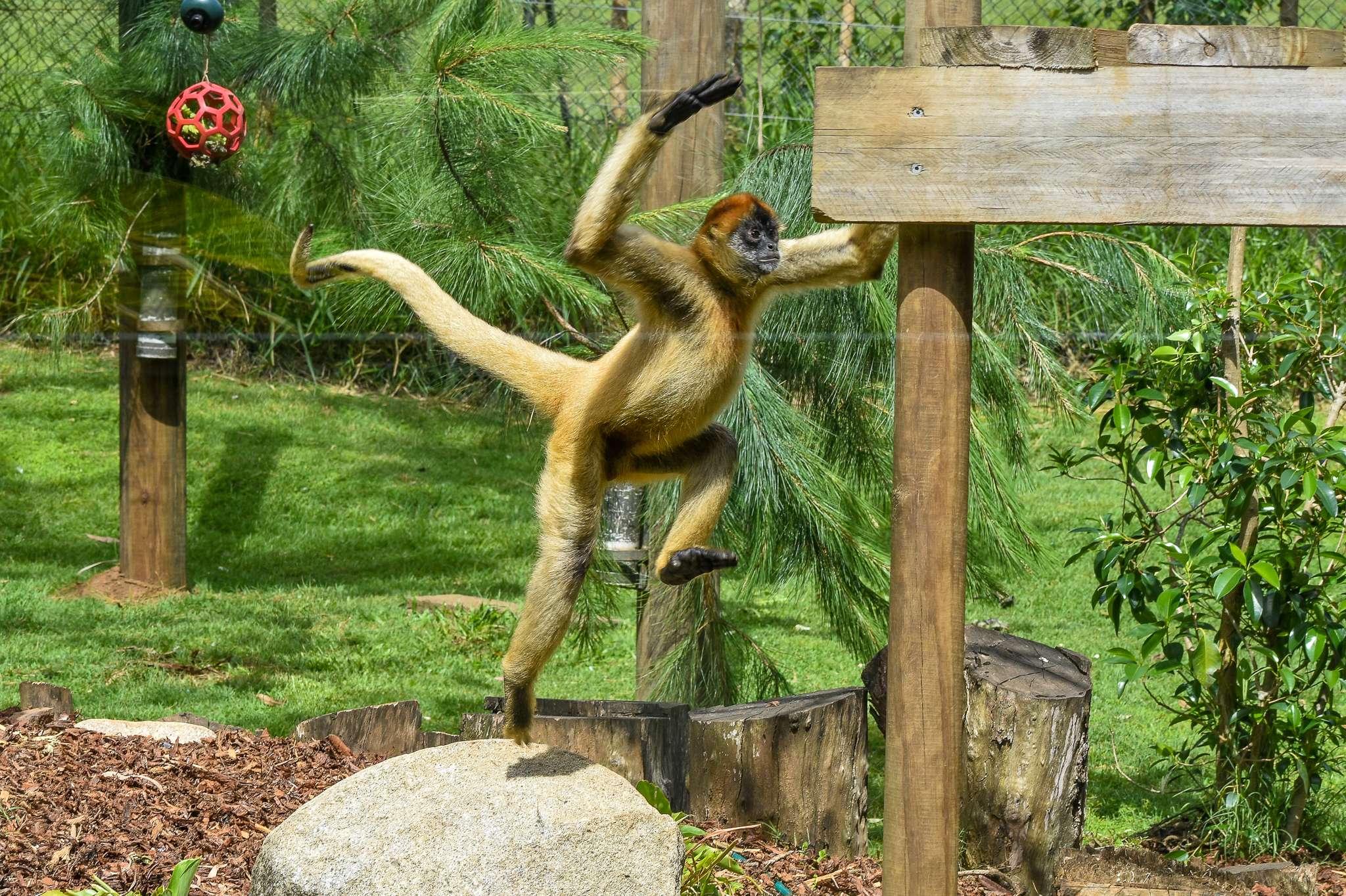 Spider Monkey Jump
