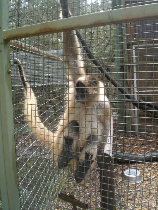 Spider Monkey - just hangin