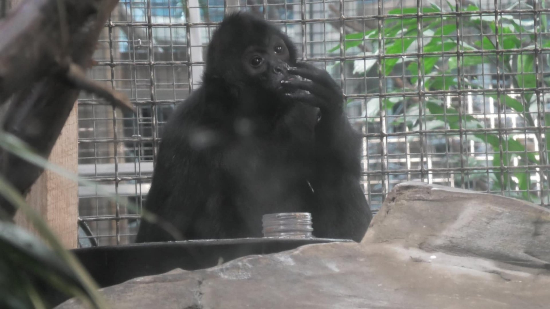 Spider monkey licks it's fingers