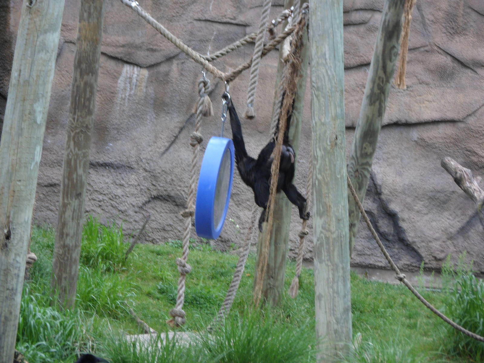 Spider Monkey Looking In Mirror