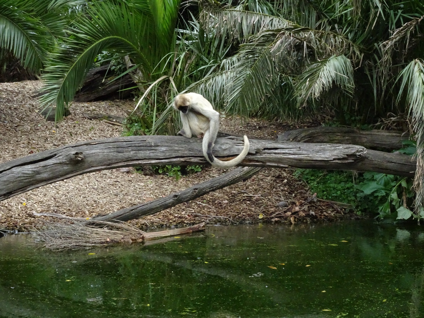 Spider Monkey, November 2015