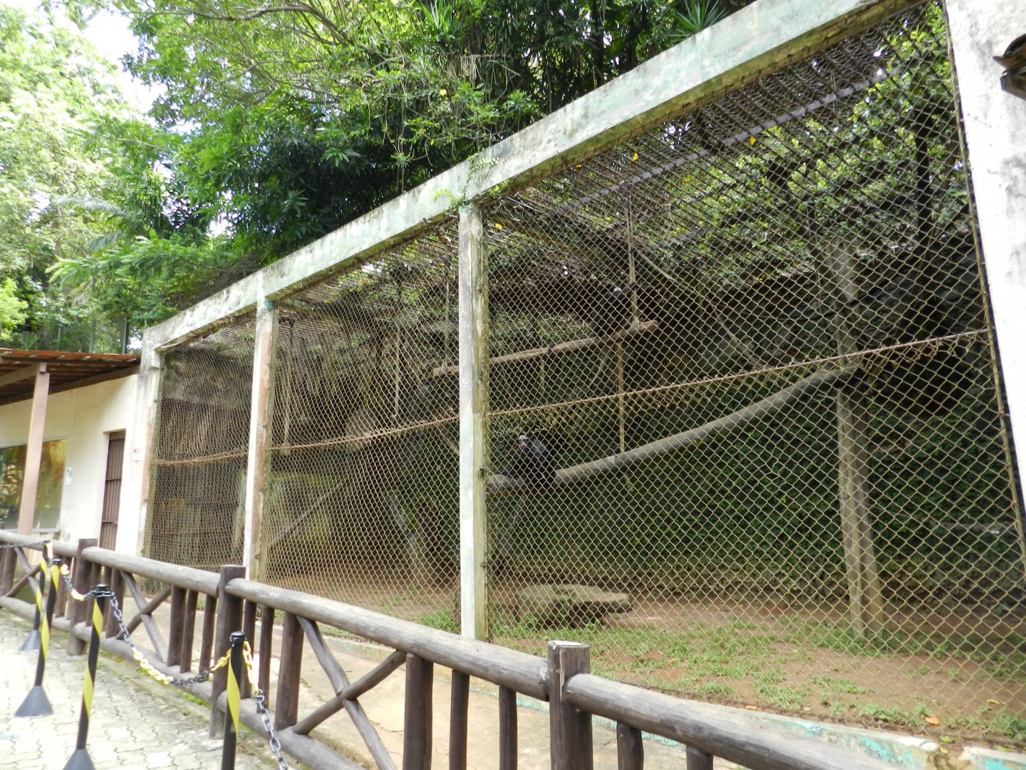 Spider monkey outdoor exhibit - Salvador zoo (PZGV)