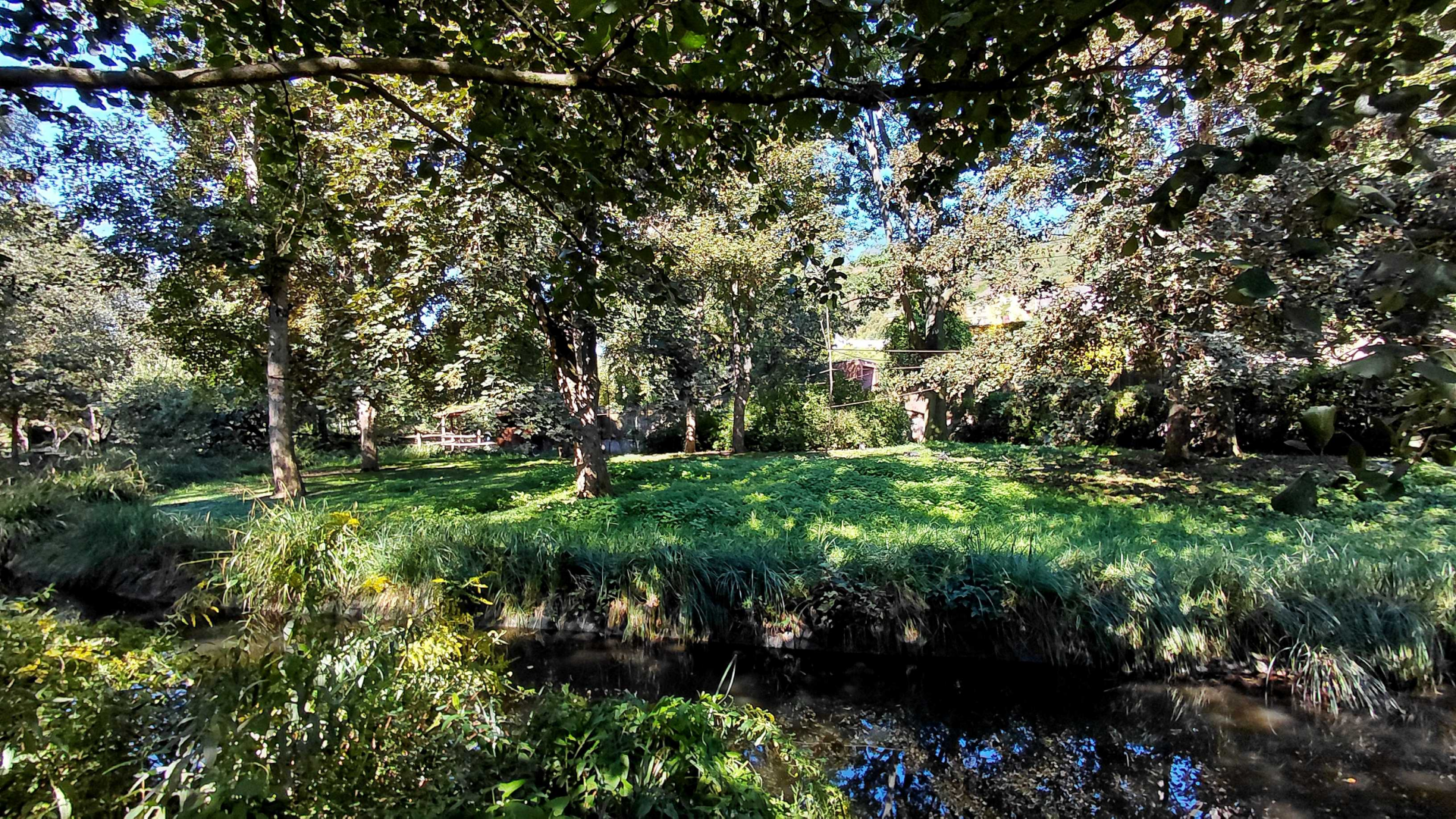 Spider monkey outdoor exhibit