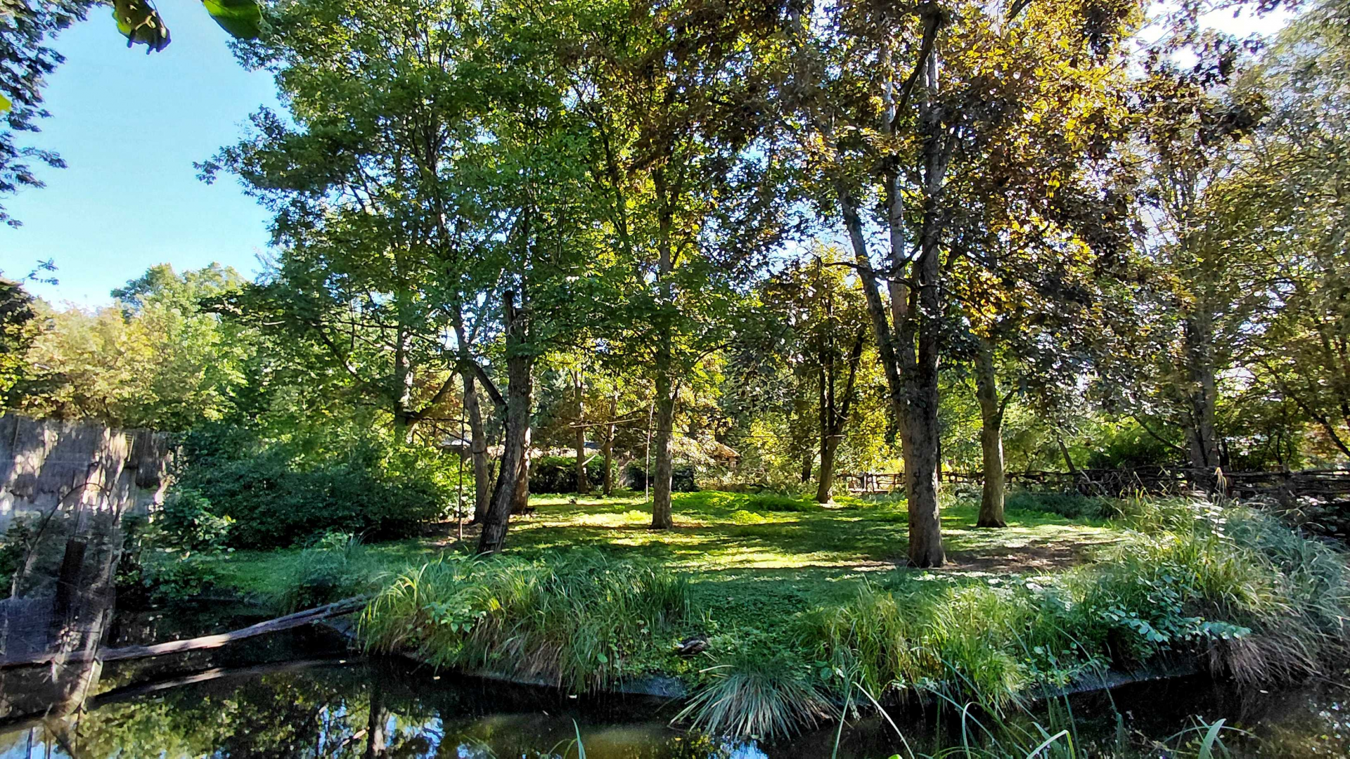 Spider monkey outdoor exhibit