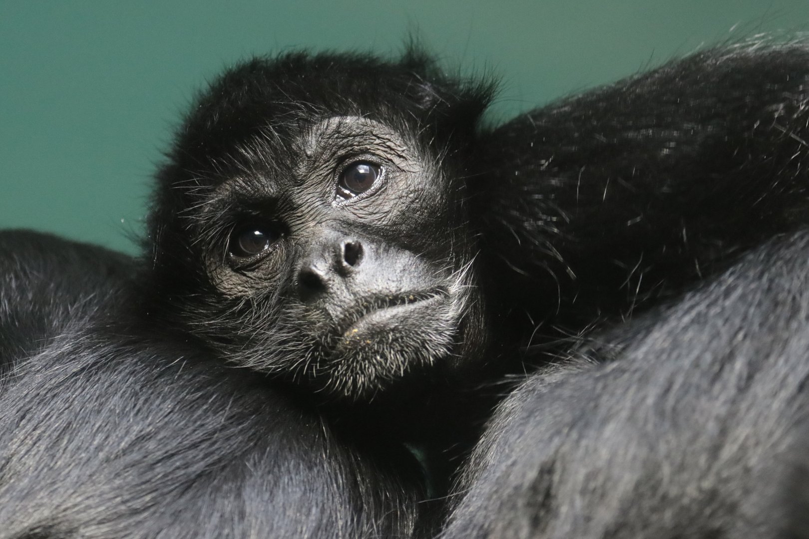 Spider Monkey - Potter Park Zoo - 05/20/19