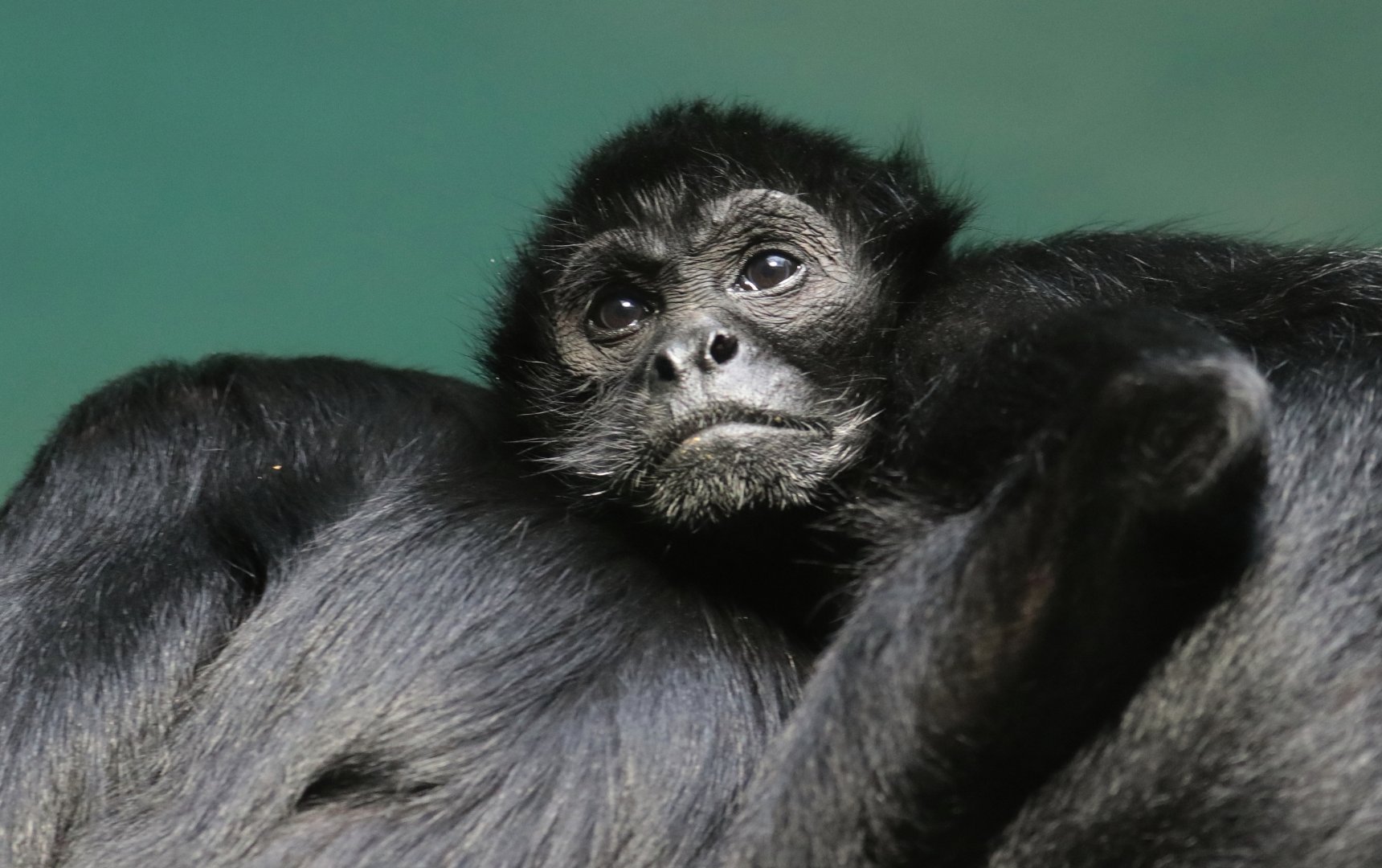 Spider Monkey - Potter Park Zoo - 05/20/19