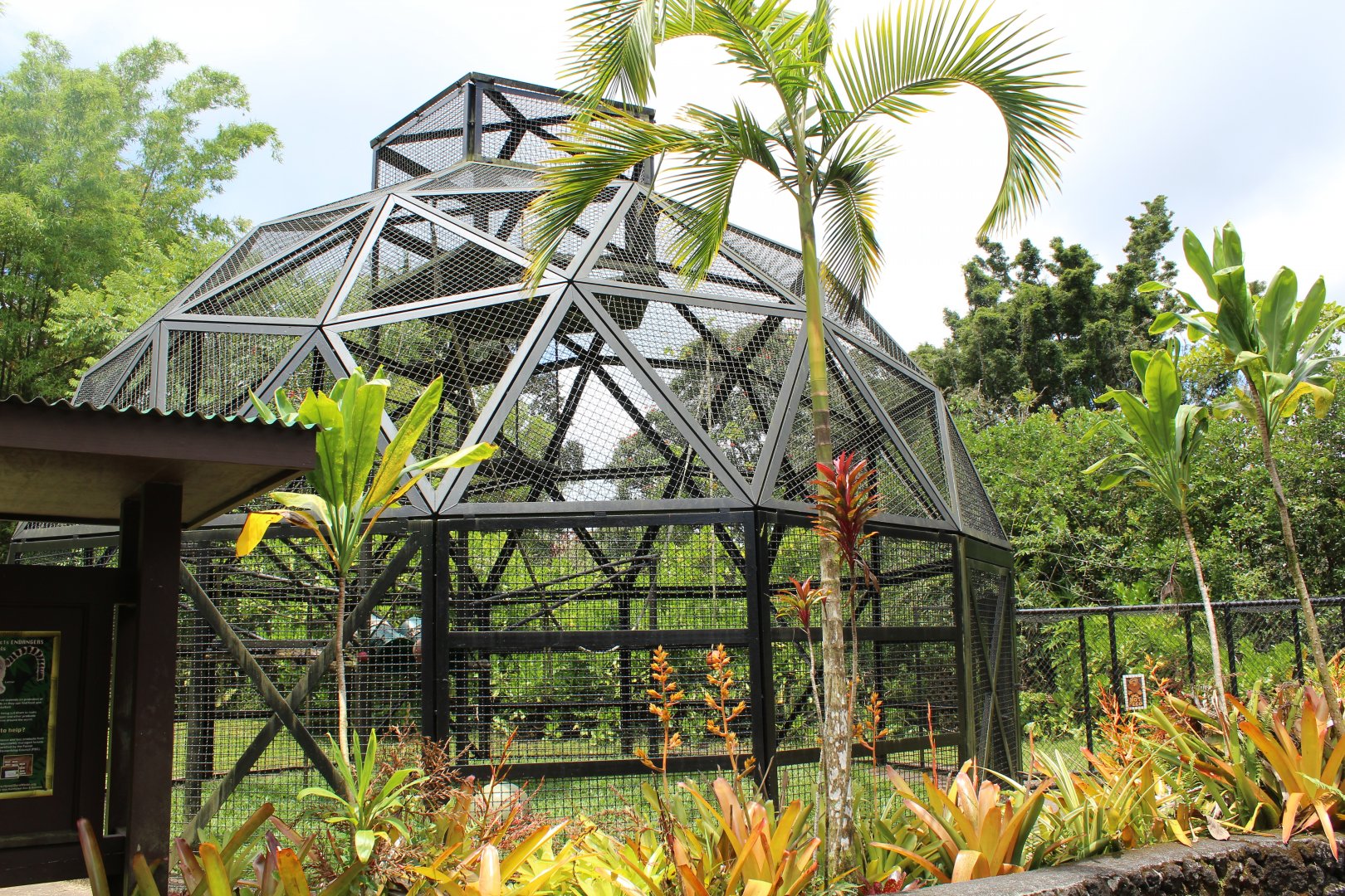 Spider Monkey "Primadome"