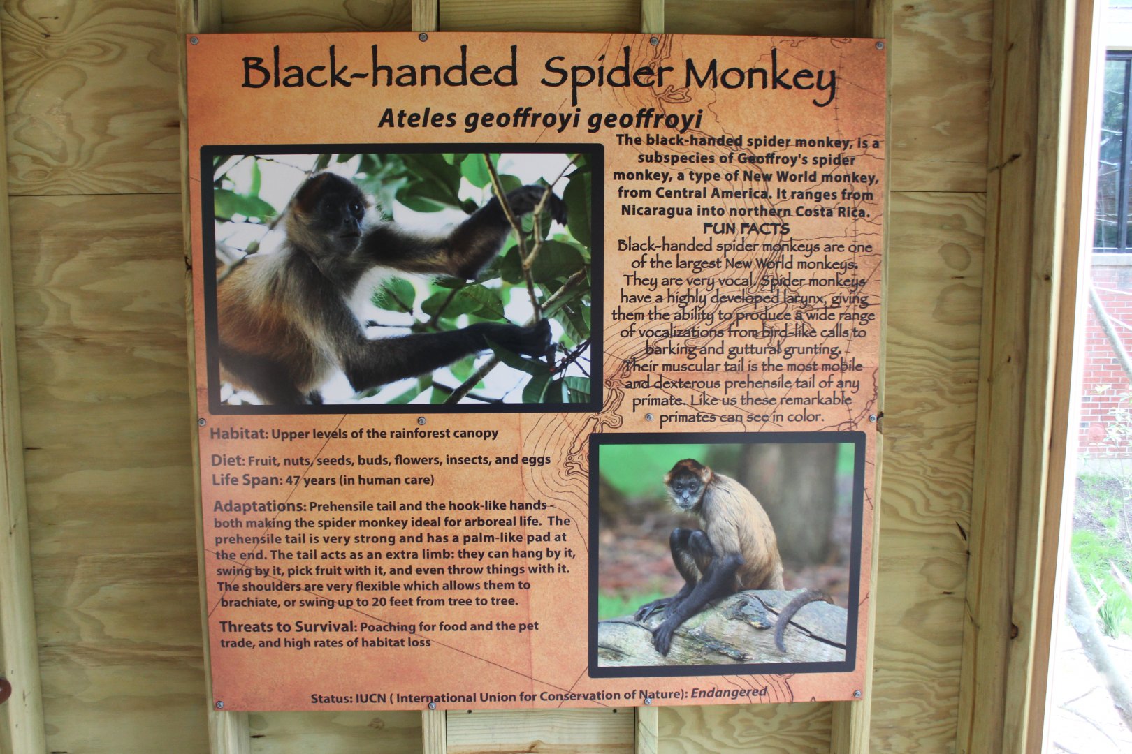 Spider Monkey Sign