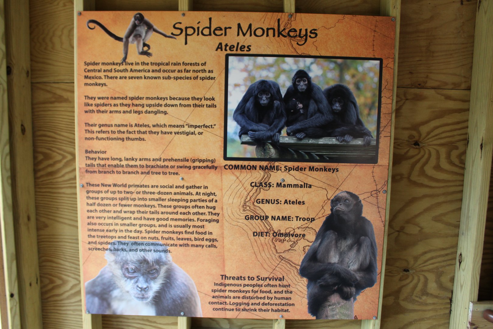 Spider Monkey Sign
