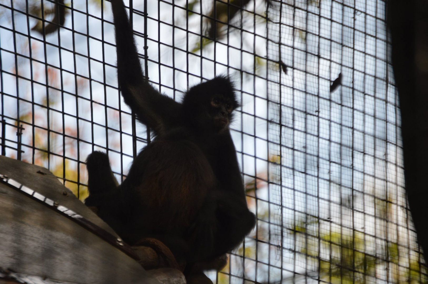 Spider Monkey subspecies ID