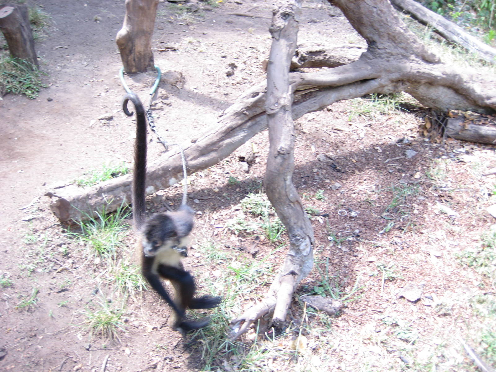 Spider monkey tied to tree