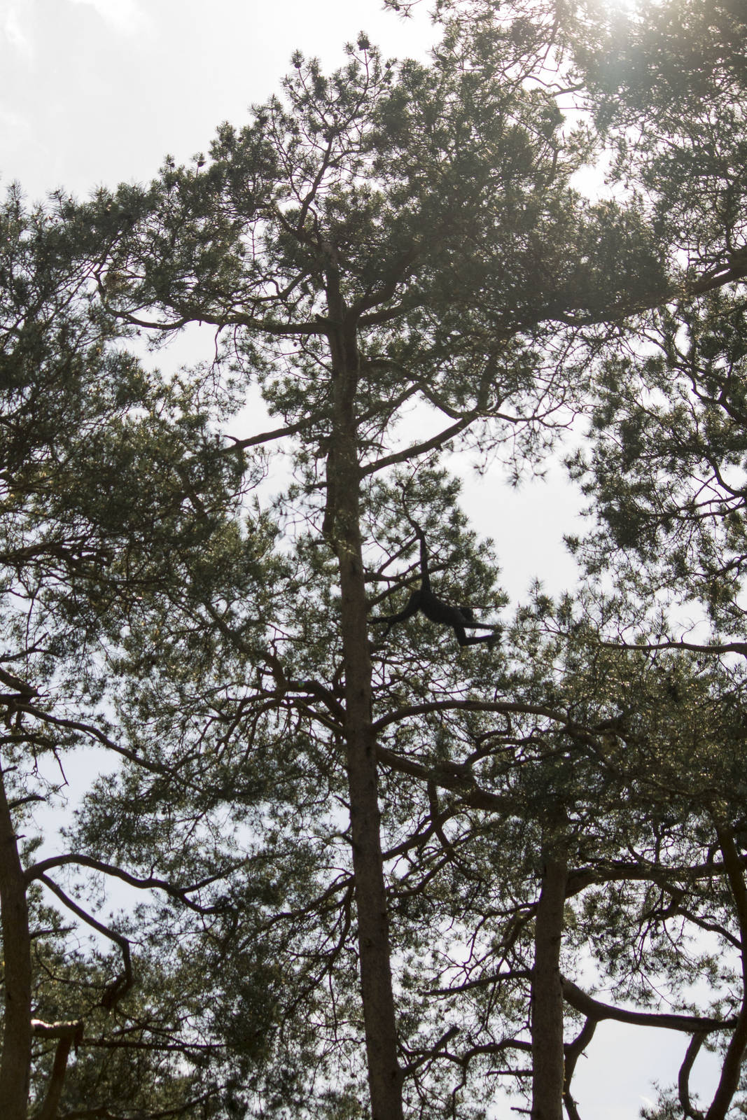 Spider monkey up in the trees, 5/9/15