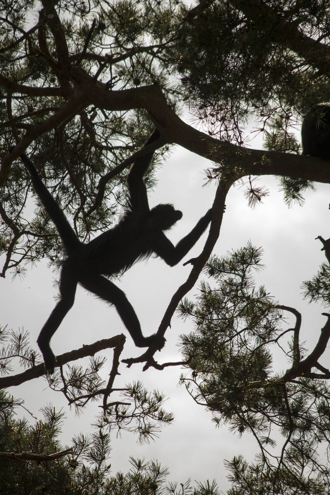 Spider monkey up in the trees, 5/9/15