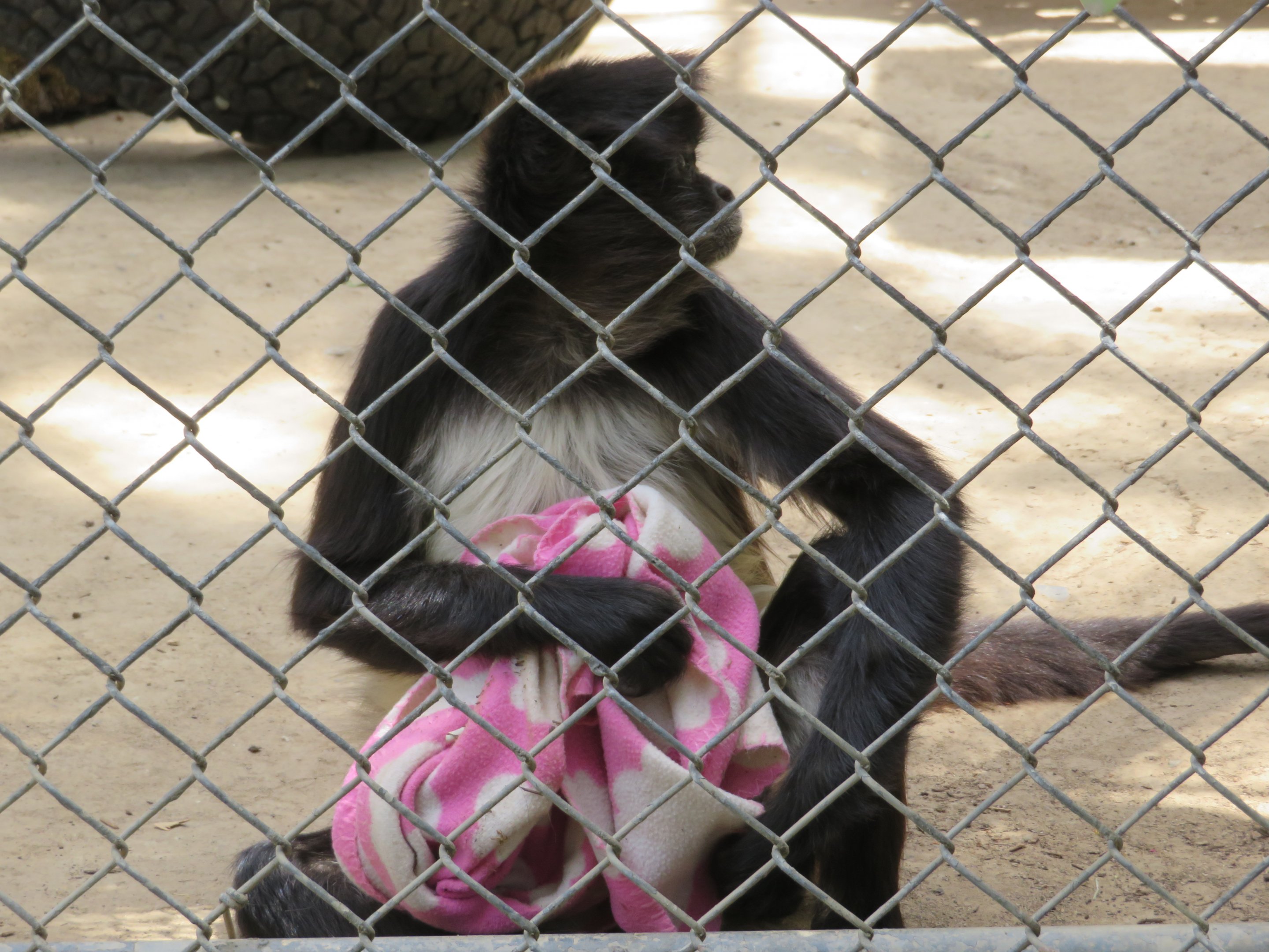 Spider Monkey w/ Blanket