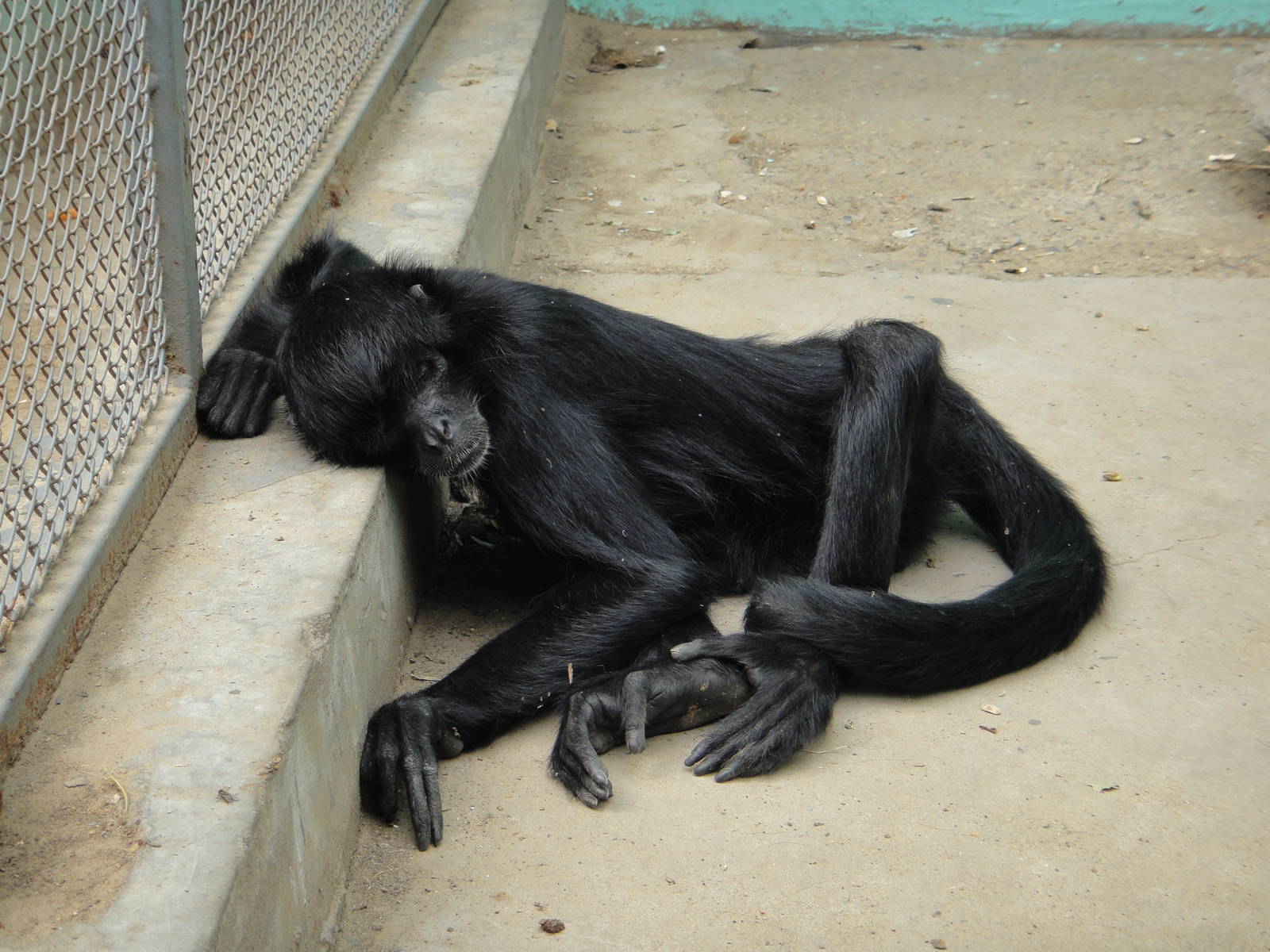 Spider monkey, what species?