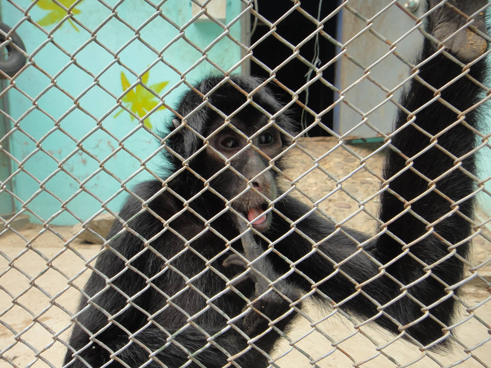 Spider monkey, what species?