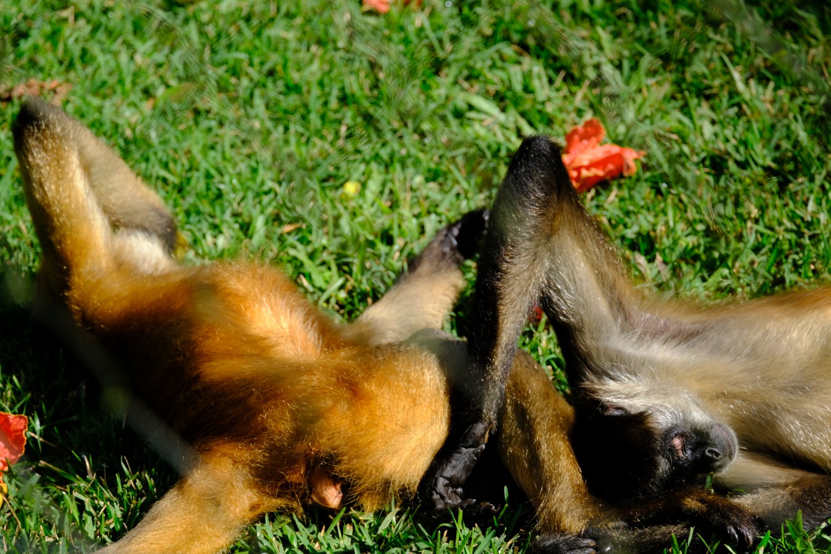 Spider Monkey - Wildlife HQ