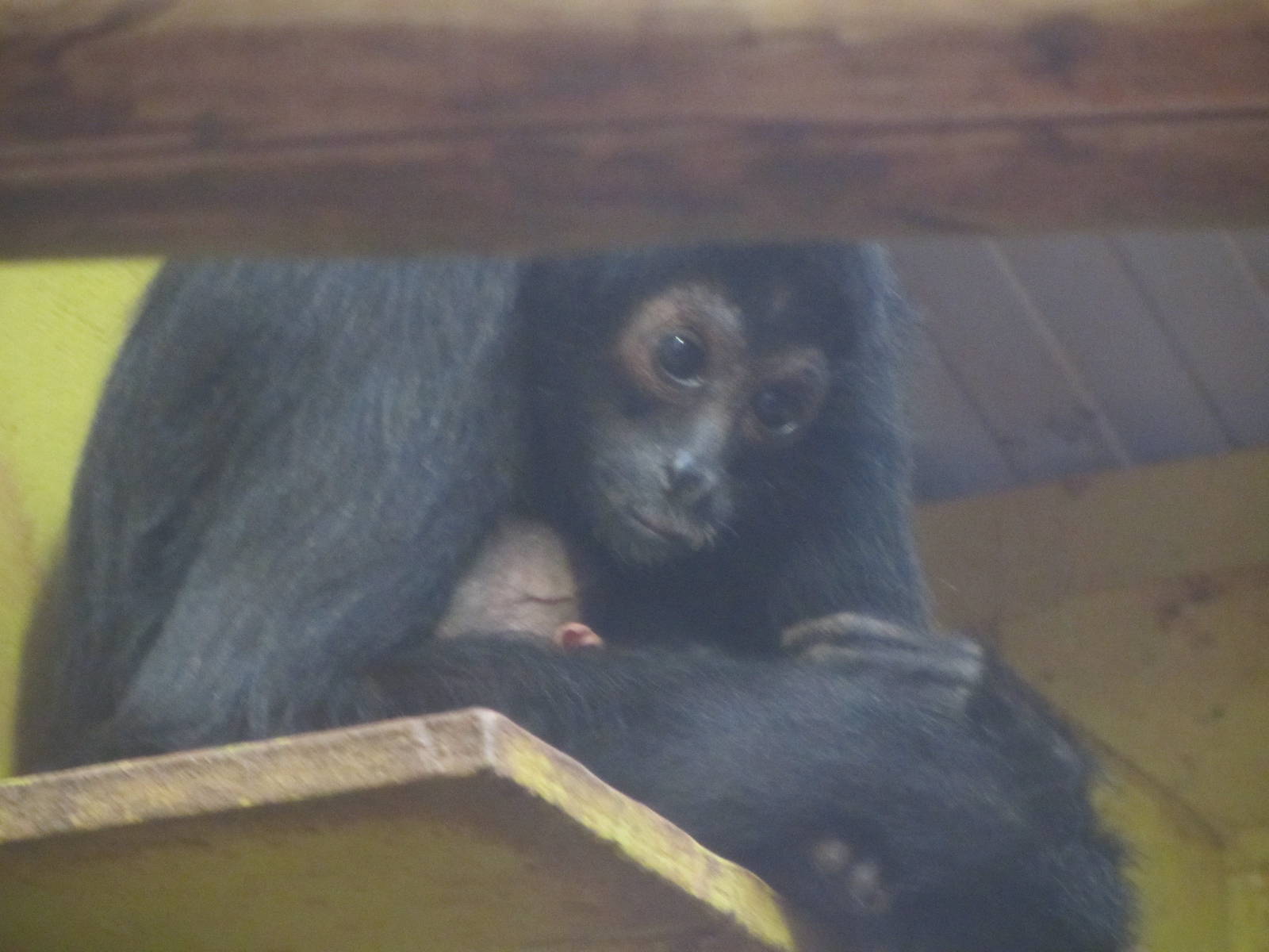 Spider monkey with baby born on 7th Feb.