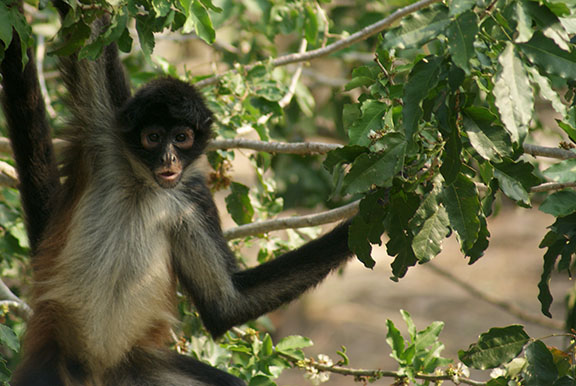 Spider monkey