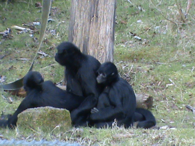 spider monkeys...!! 03/10