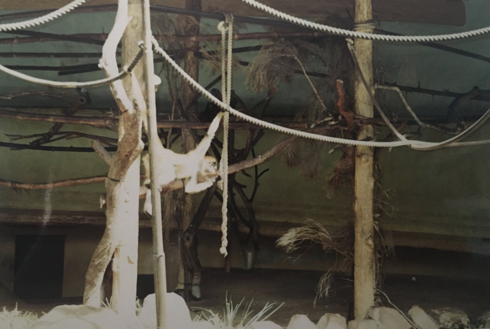 Spider Monkeys - 1990s