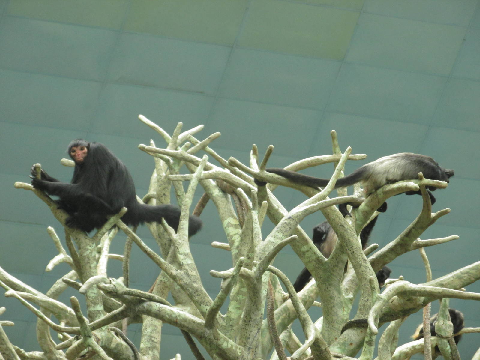 Spider Monkeys 2 species Brookfield Zoo November 2014