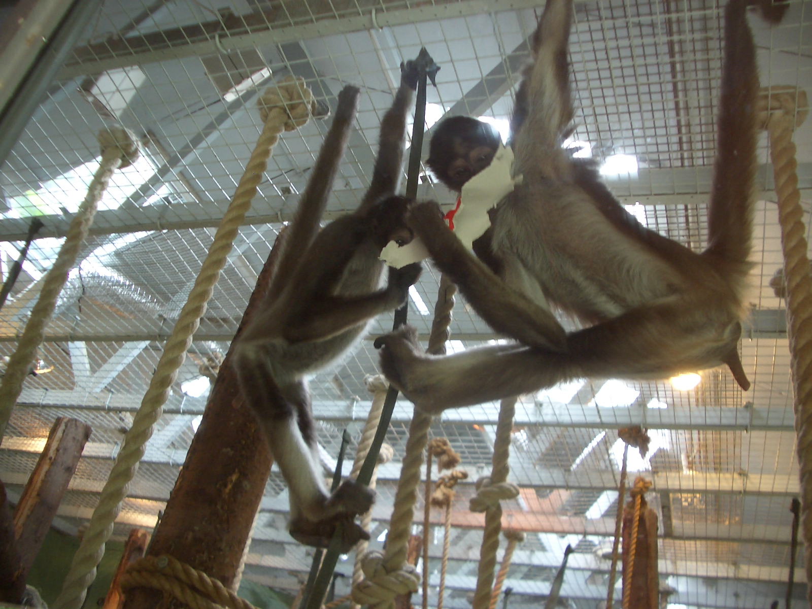 Spider Monkeys - 27.07.2010