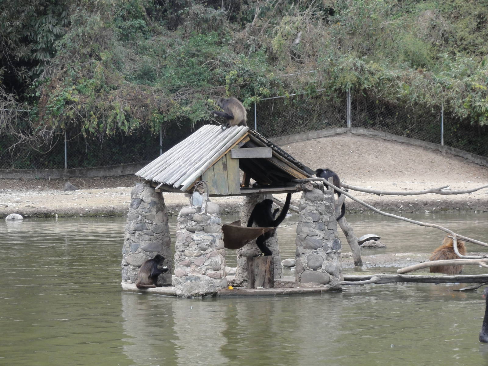 Spider Monkeys - a couple of islands are connected by ropes
