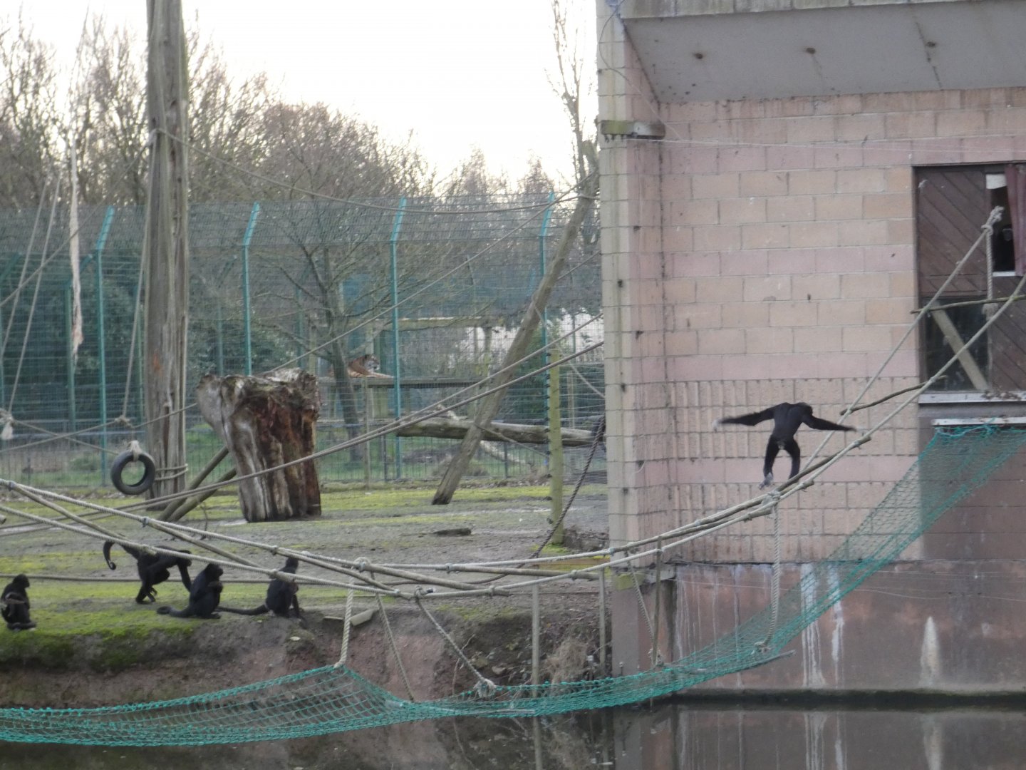 Spider monkeys and Pileated gibbon (Amur tiger in background)