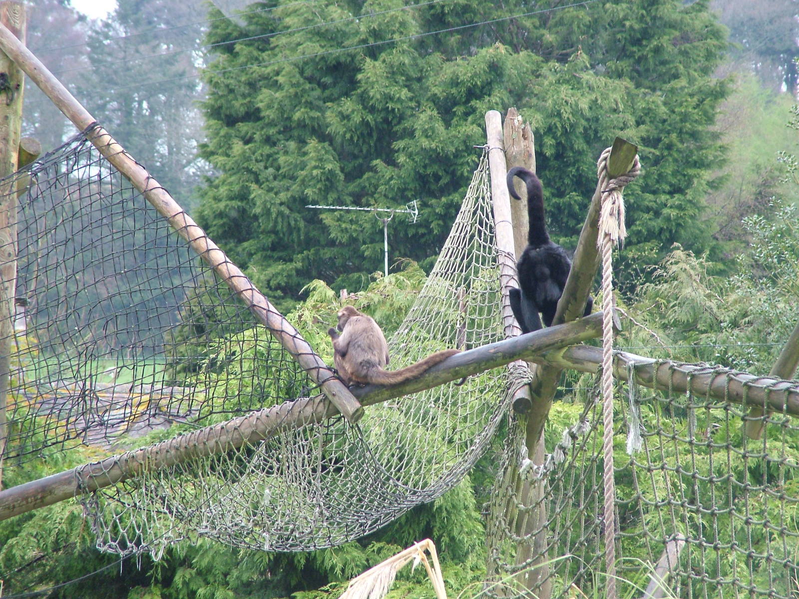 Spider Monkeys at Cricket St Thomas 10/04/09