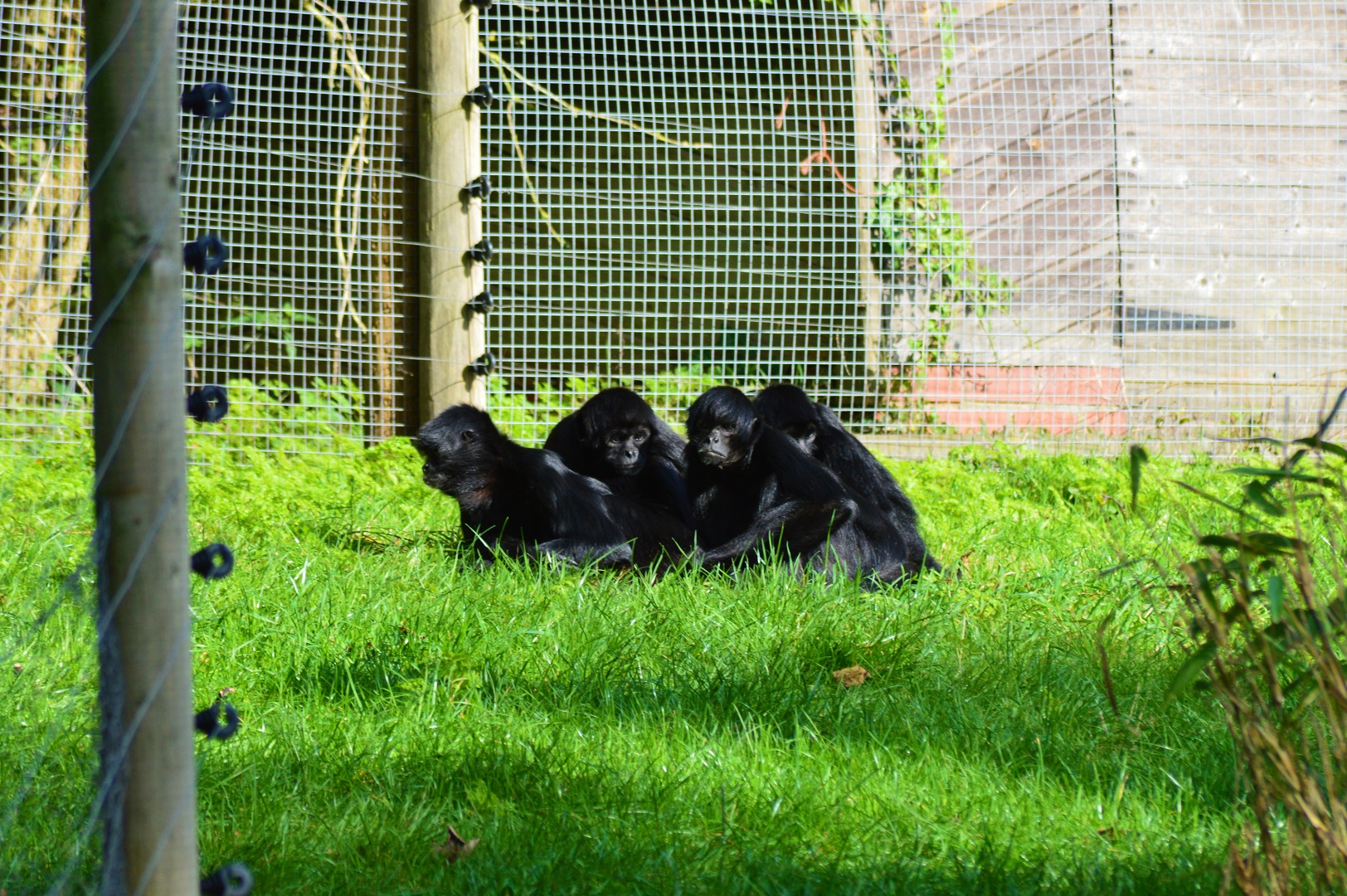 Spider Monkeys (Colombian Black)