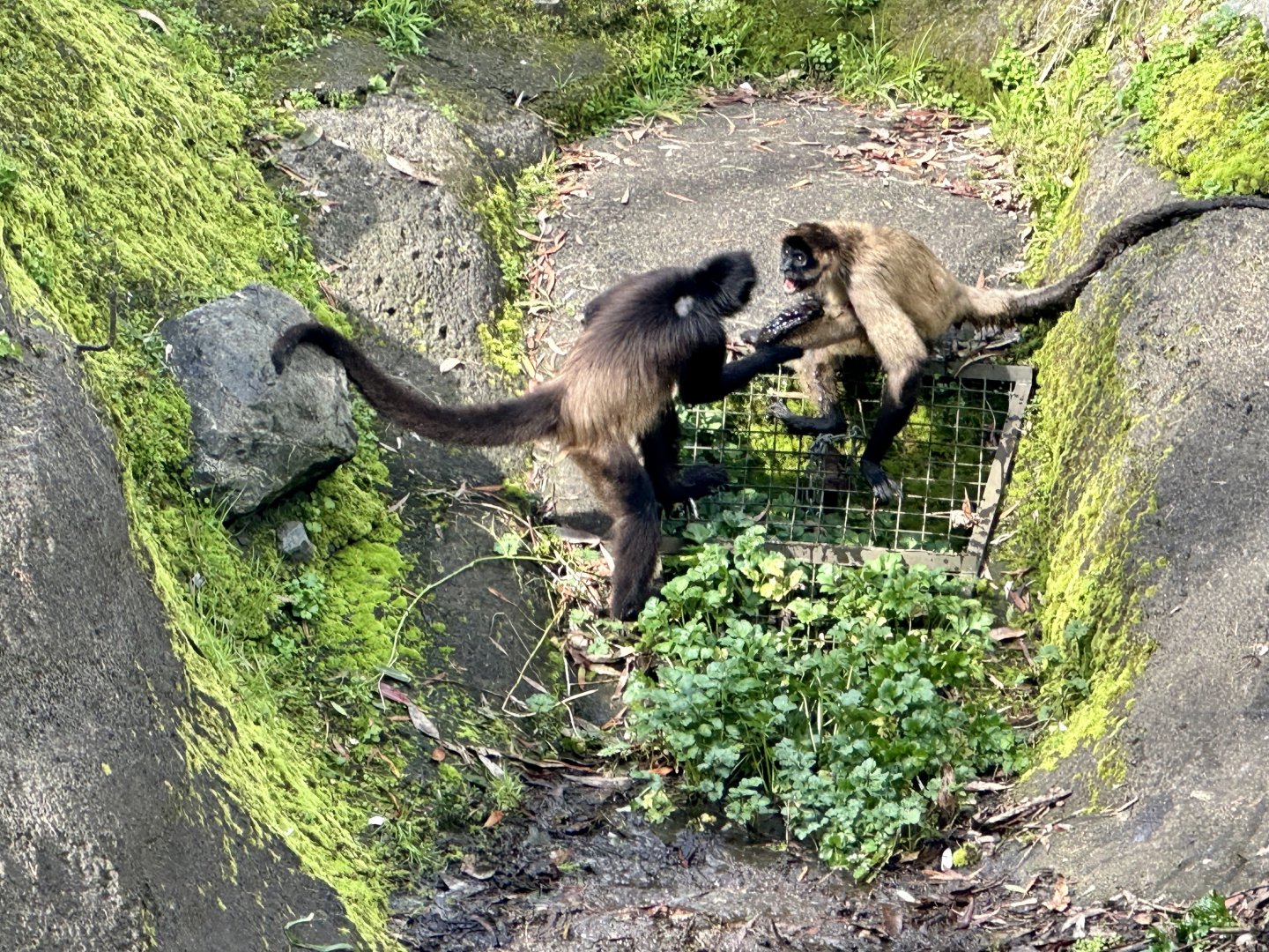 Spider monkeys (confrontation)