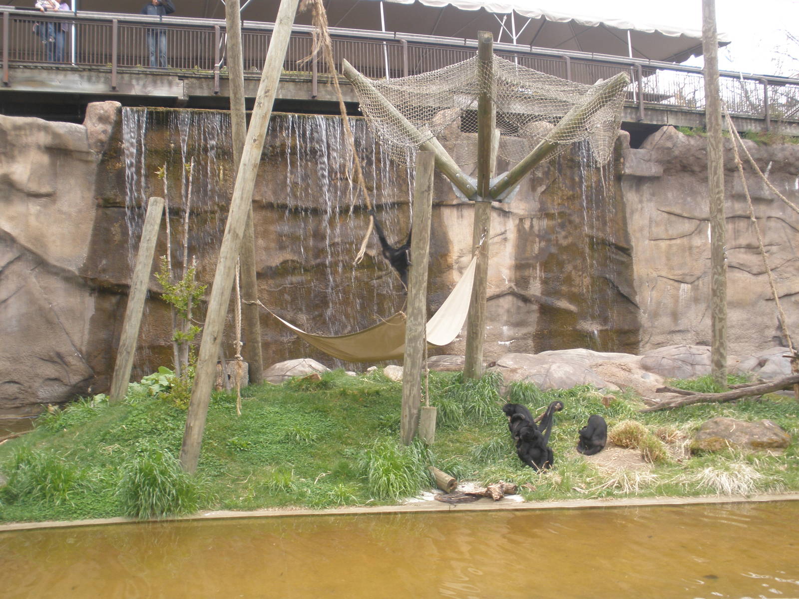 Spider Monkeys enjoying their new island