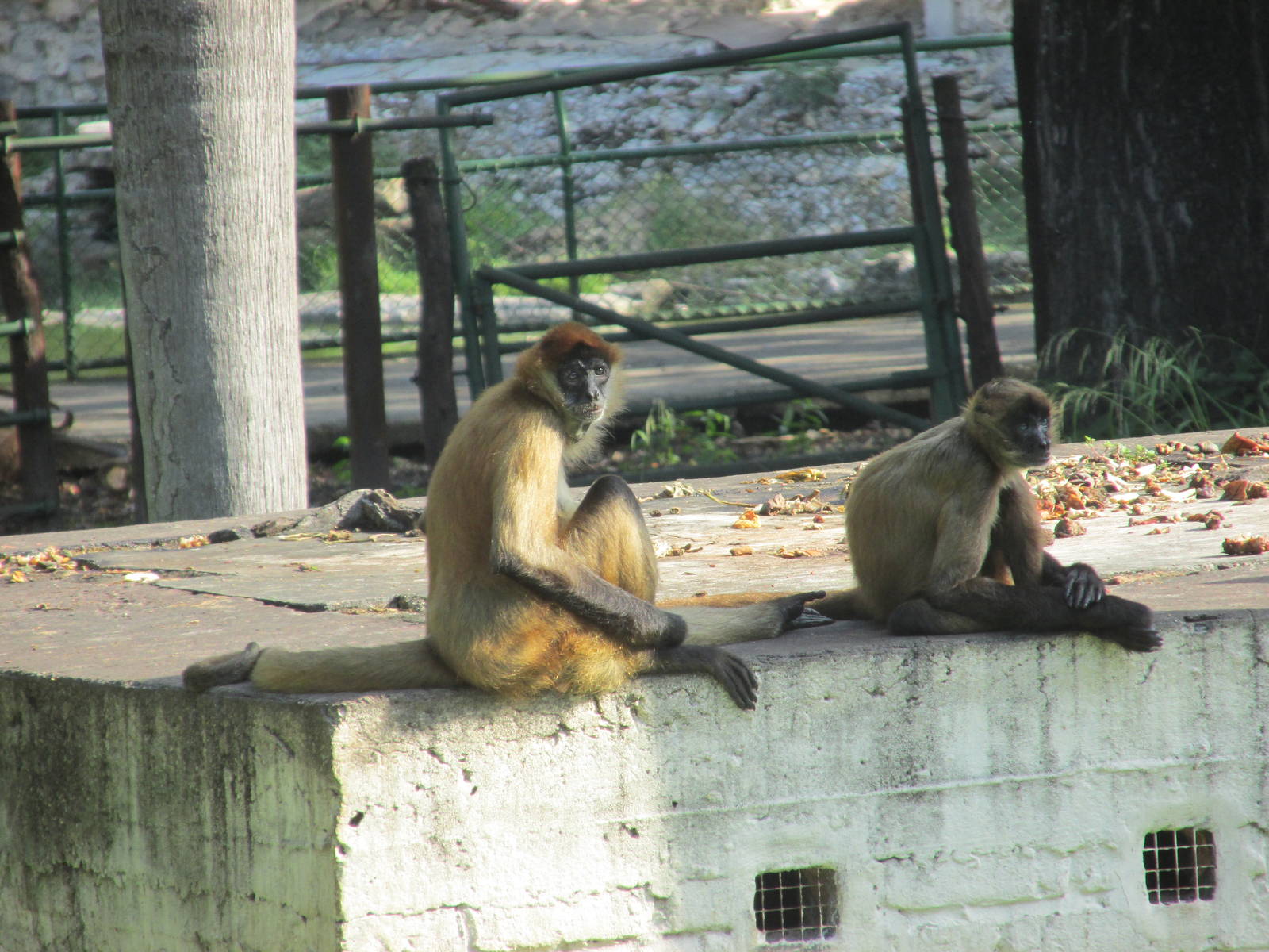 spider monkeys havana zoo