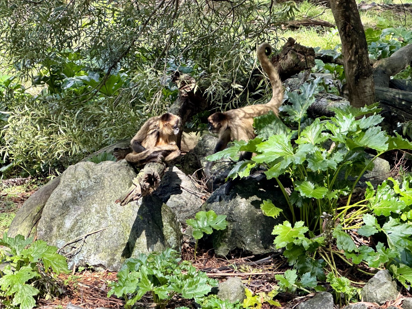 Spider Monkeys (Interacting)