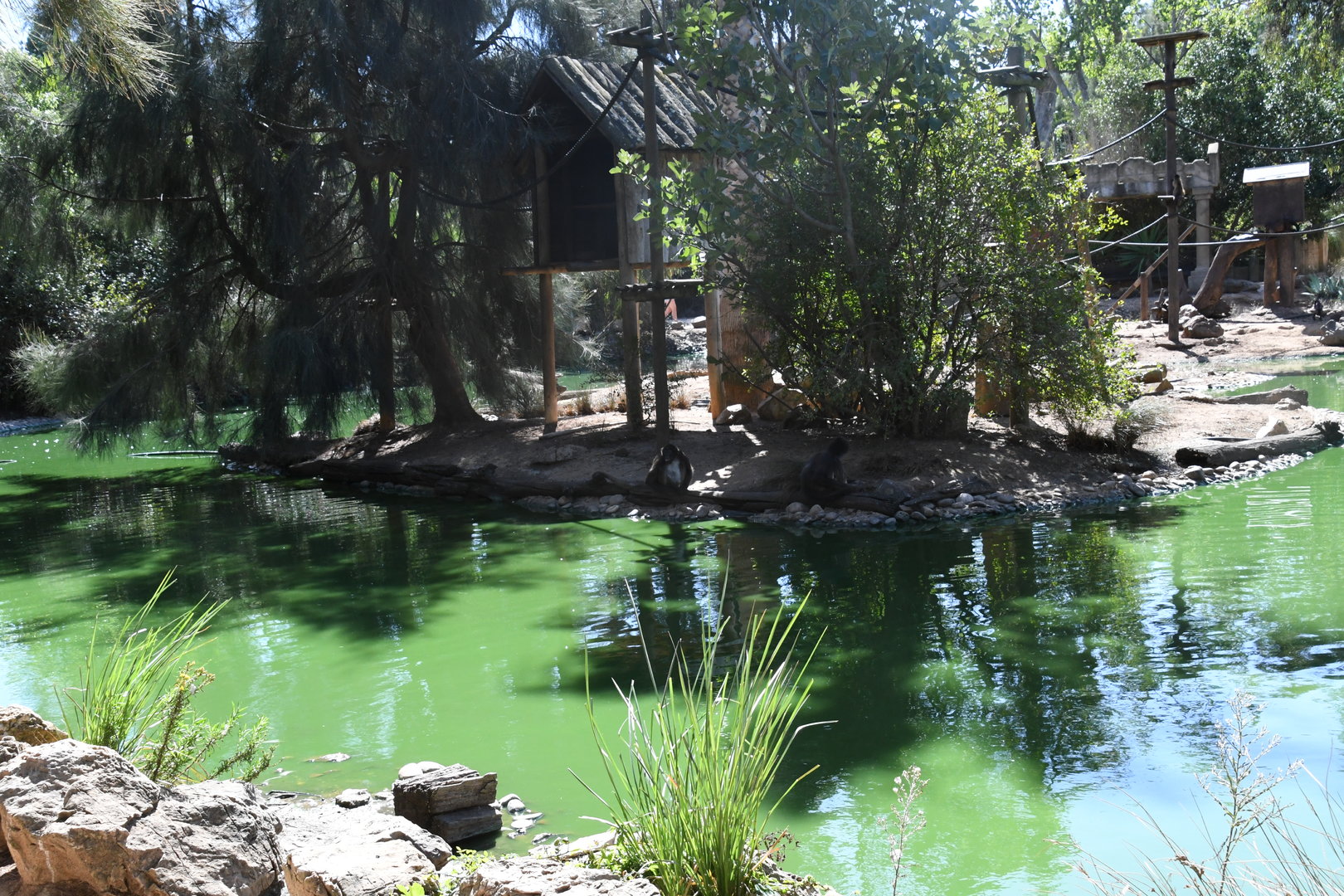 Spider Monkeys Island (2.0 Brown Spider Monkeys)