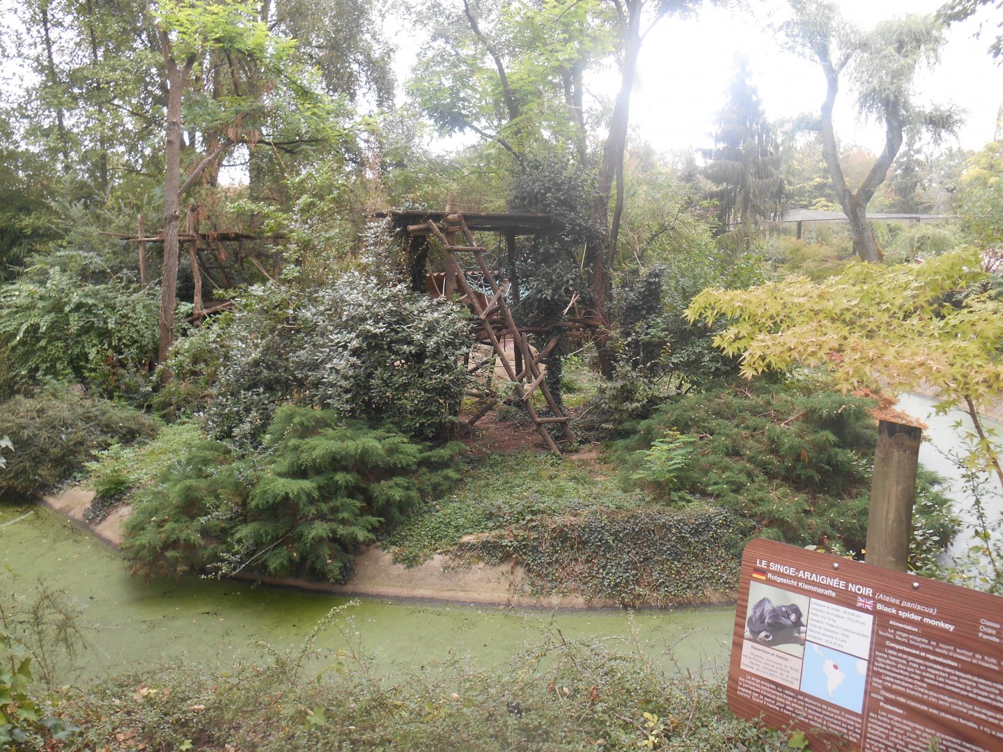 Spider Monkeys Island