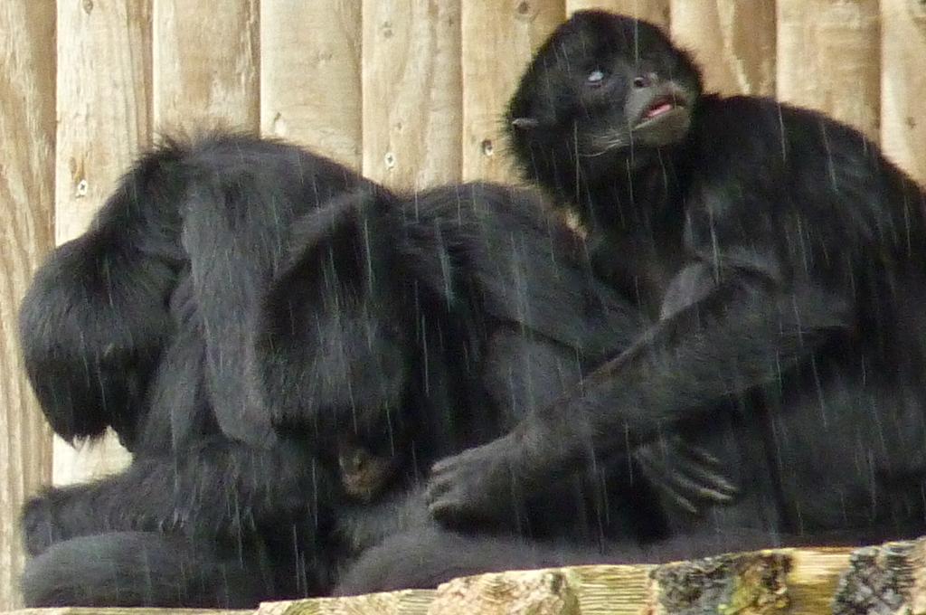 Spider Monkeys, July 2012