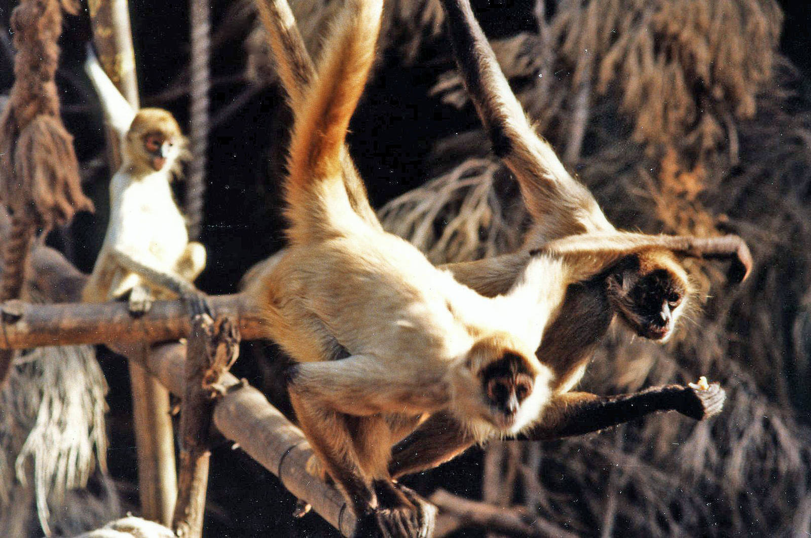 spider monkeys mid 80,s