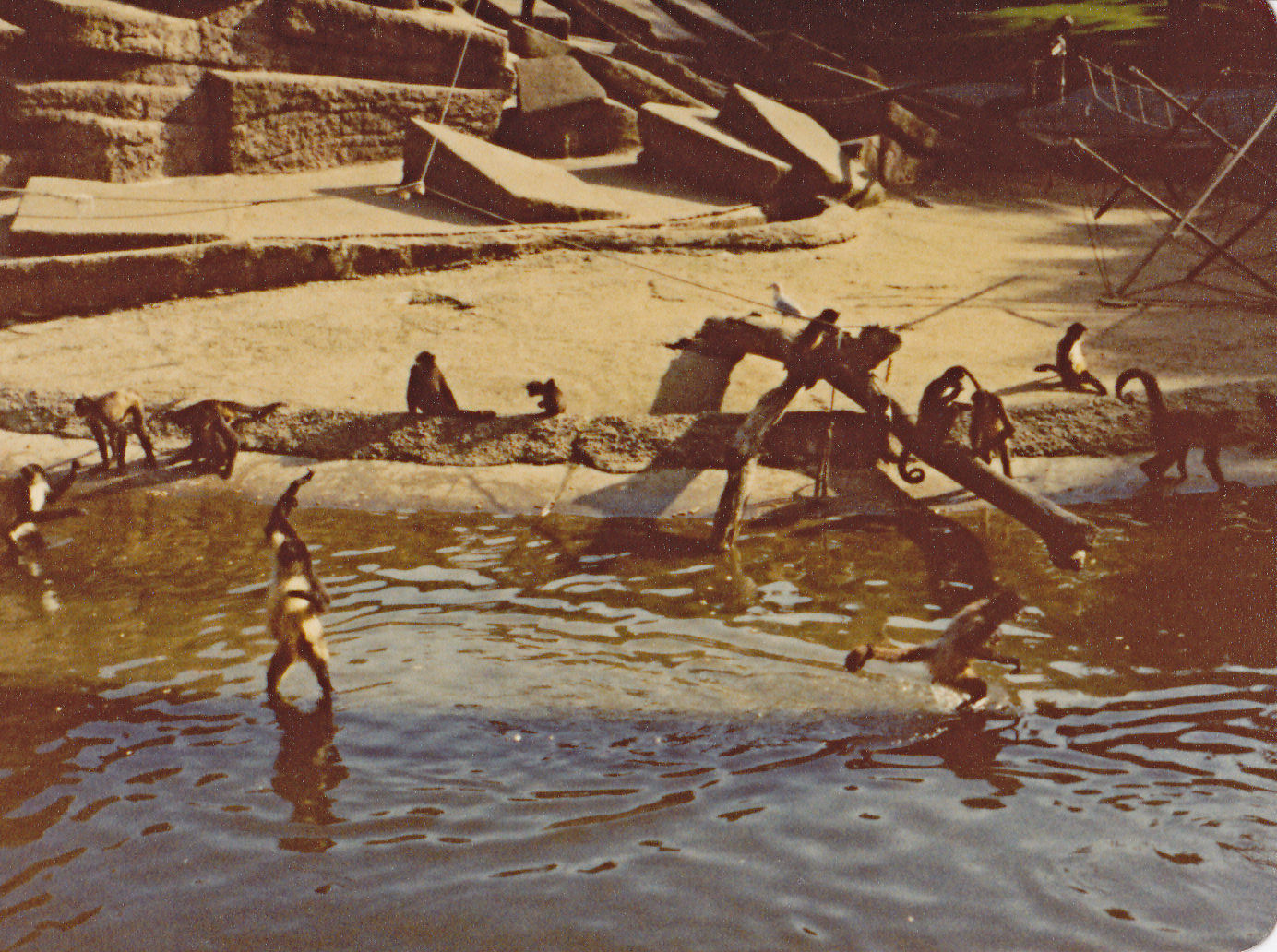 Spider Monkeys on their island - 1981