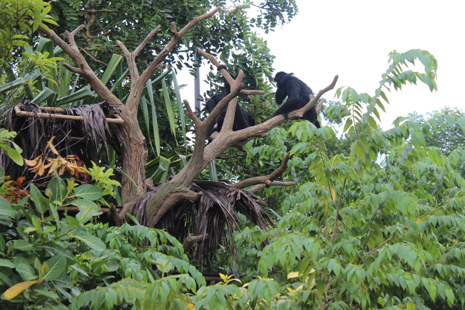 Spider Monkeys-River Boat