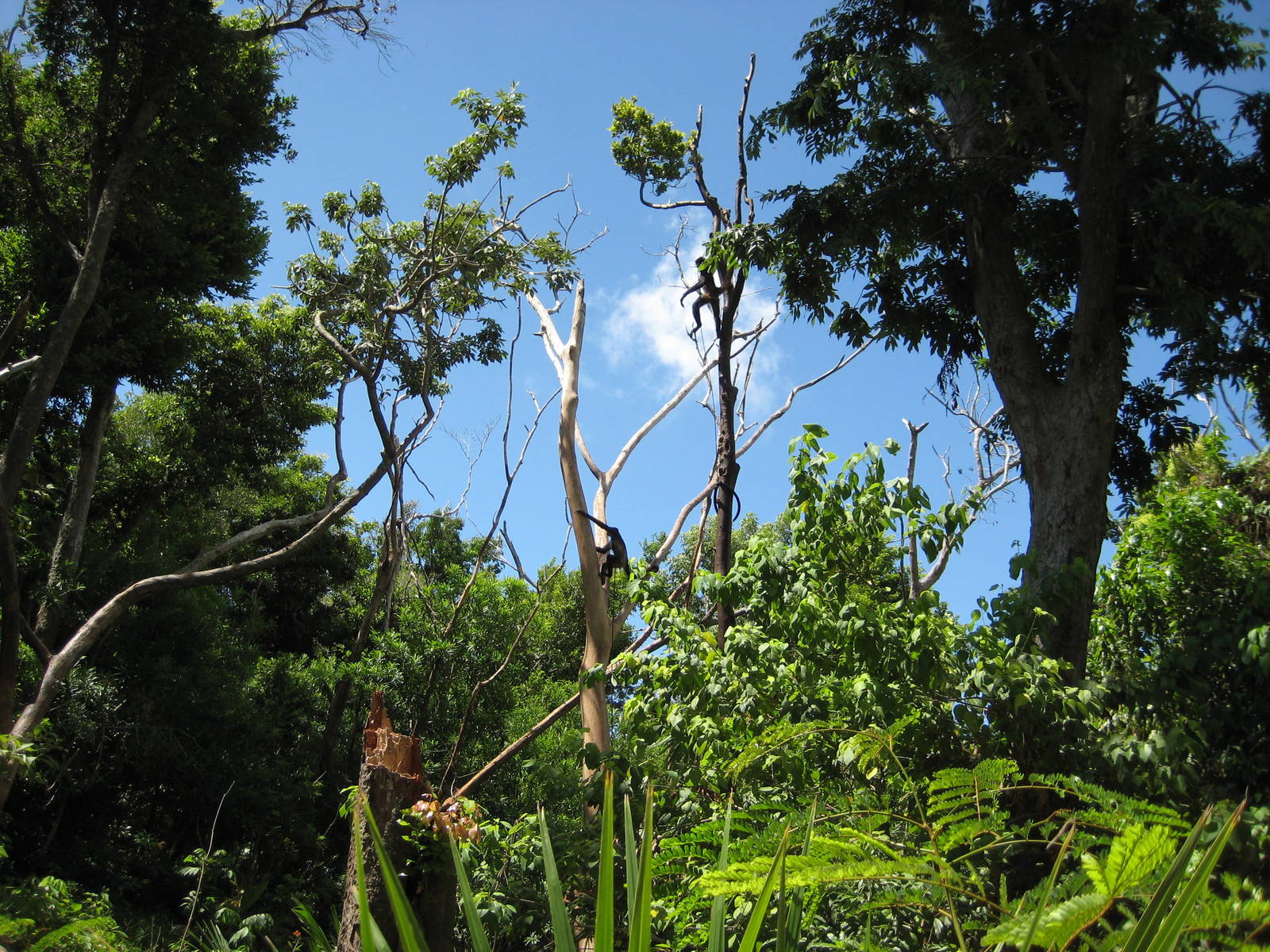 Spider Monkeys tied to the trees