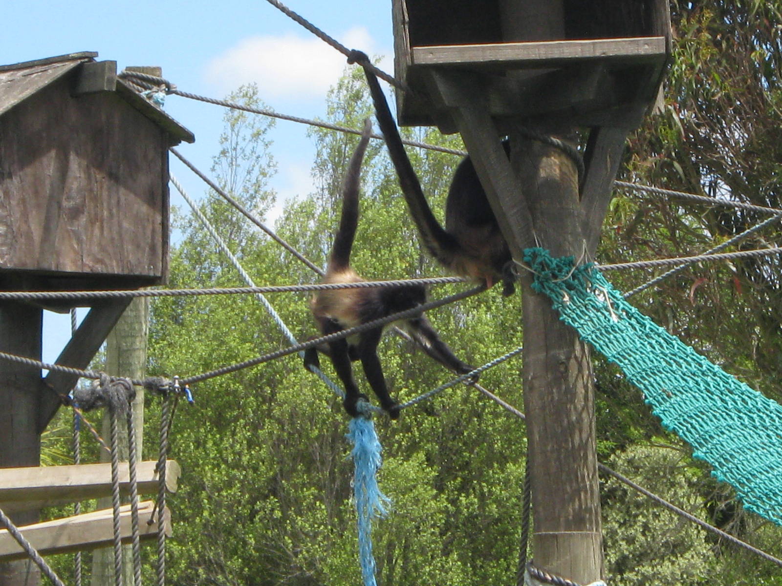 Spider Monkeys