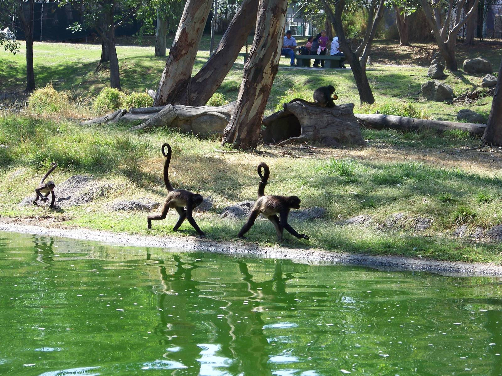Spider Monkeys